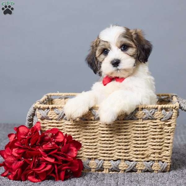 Lance, Teddy Bear Puppy